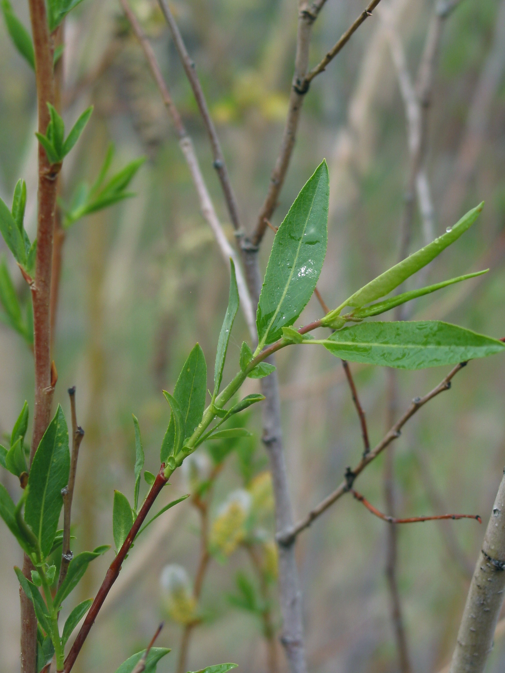 MacKenzie's willow (Salix rigida)
